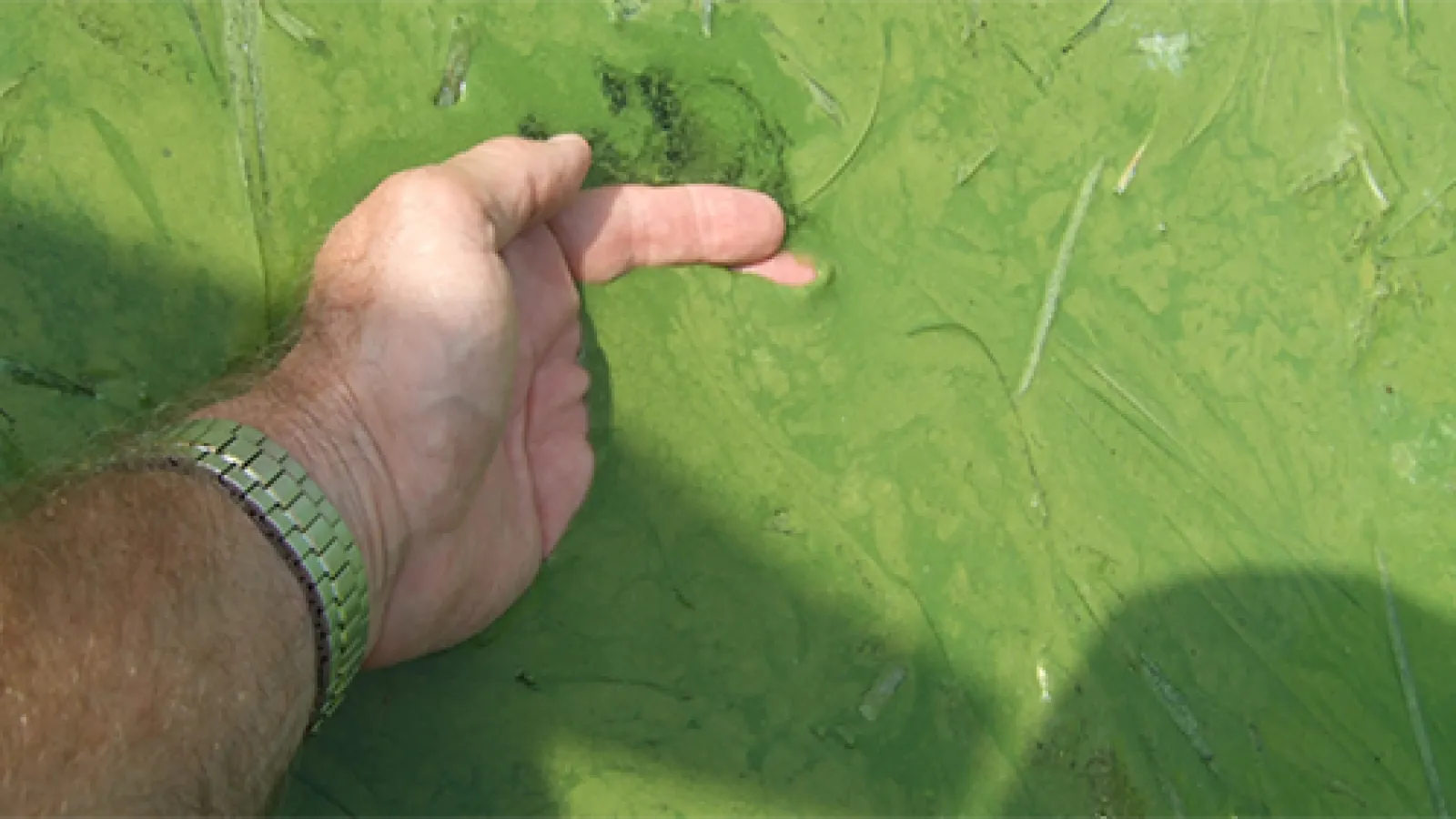 Harmful Algal Bloom