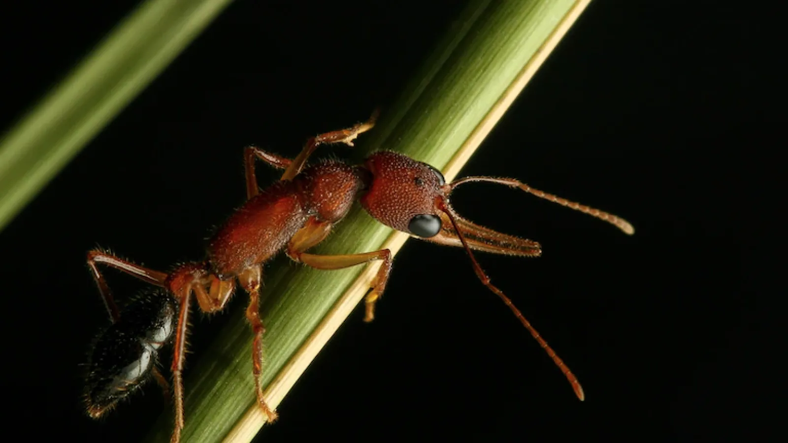 indian jumping ant