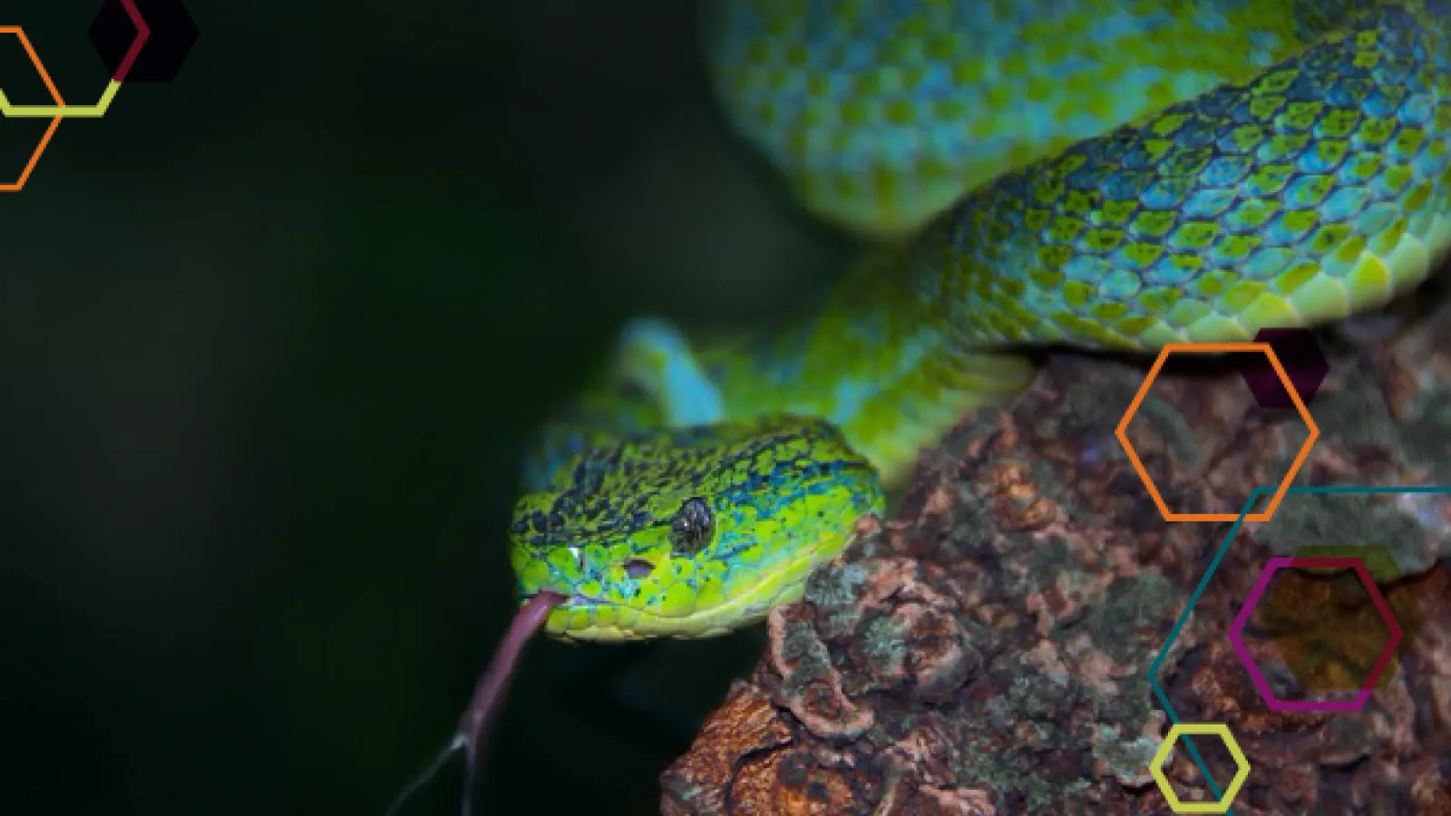 Merendon Palm Pit Viper (Bothriechis thalassinus) from Costa Rica