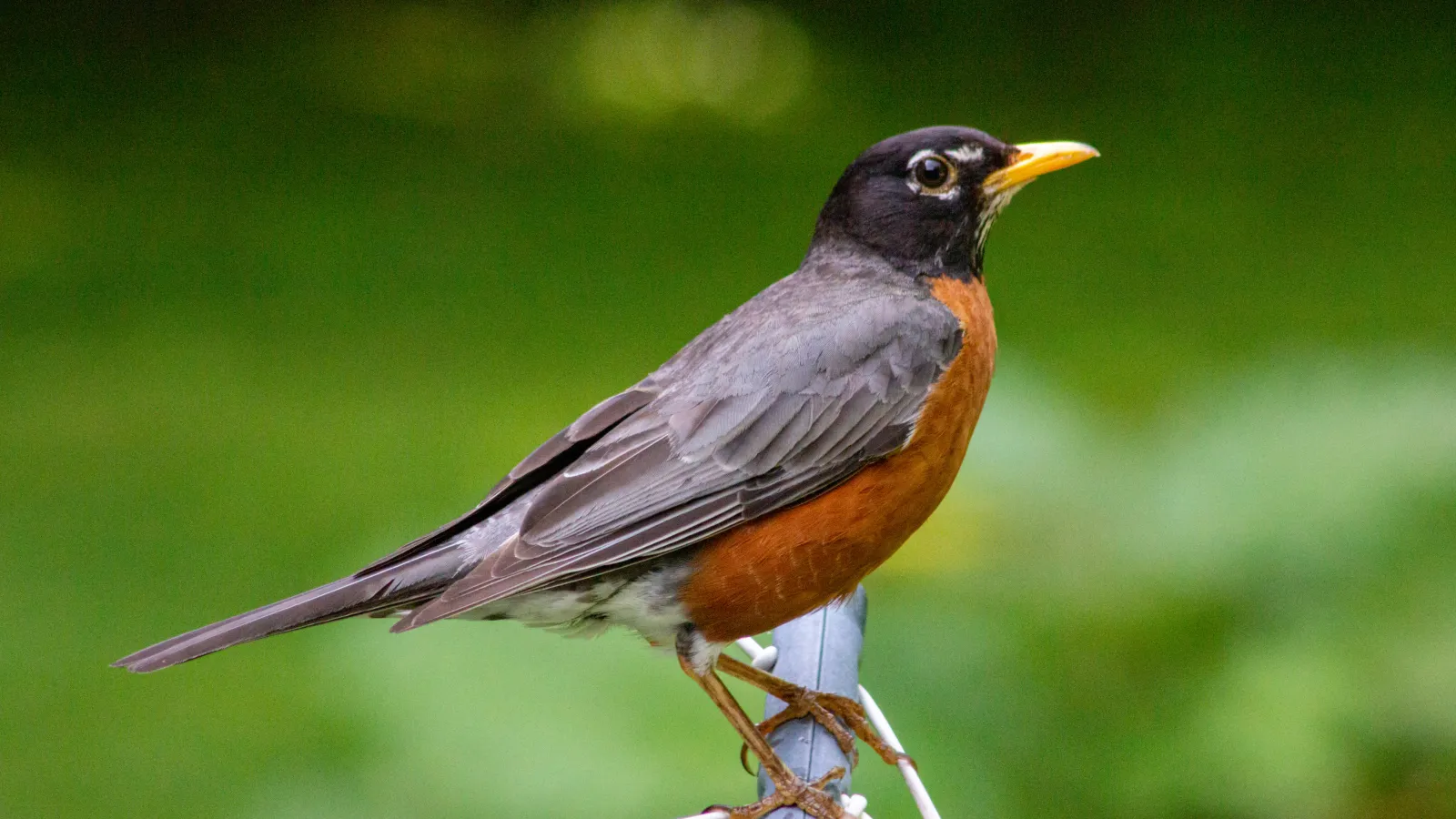 American Robin standing on branch with blurred green background
