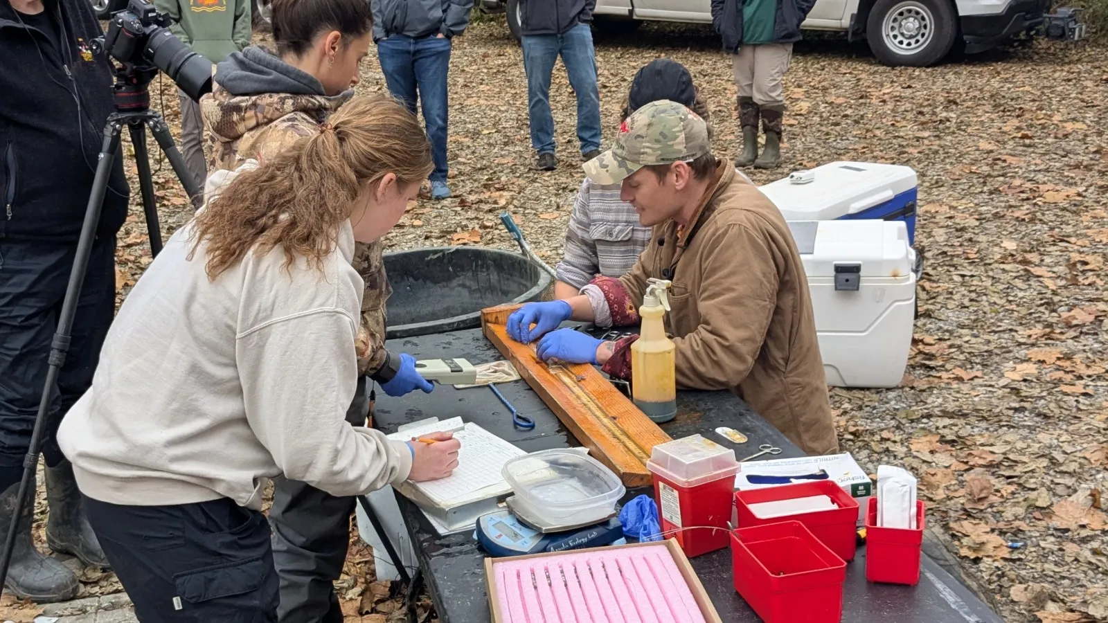 People around a table conducting surgery on sturgeon