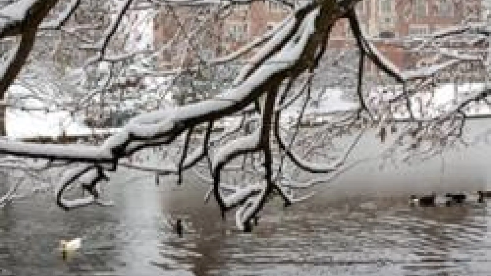 Snow covered branch overhanging mirror lake in winter