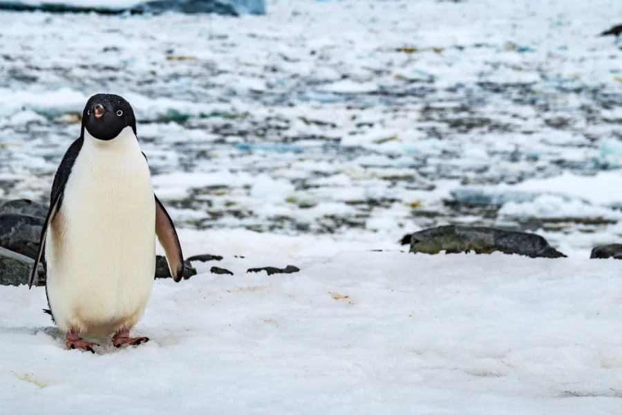 Penguin in the snow