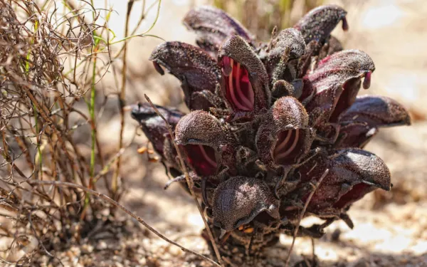 Undergraduate Program (Hyobanche plant in the desert)