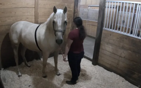 handler stands with back to camera with gray horse wearing heart monitor stands facing camera
