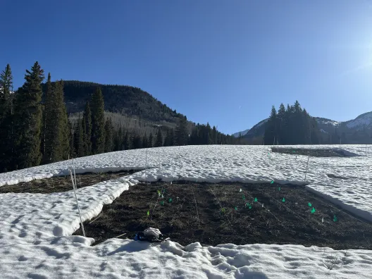 Dr. Iler and her team melted the snow early in specific plots in the Colorado Rocky Mountains.