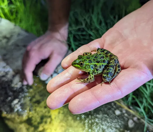 A bright green frog with spots sits on the outstretched hand of a researcher