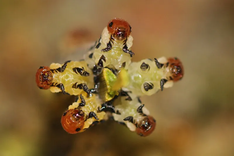 Five sawfly larvae in defensive posture.