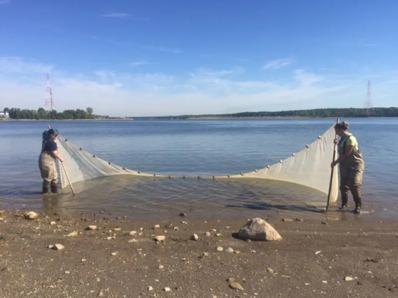 fish ecology