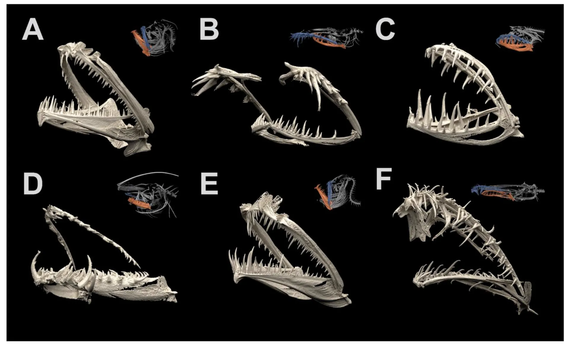 Image compiled from micro CT scan jaws of six species of anglerfish, showing the wide diversity