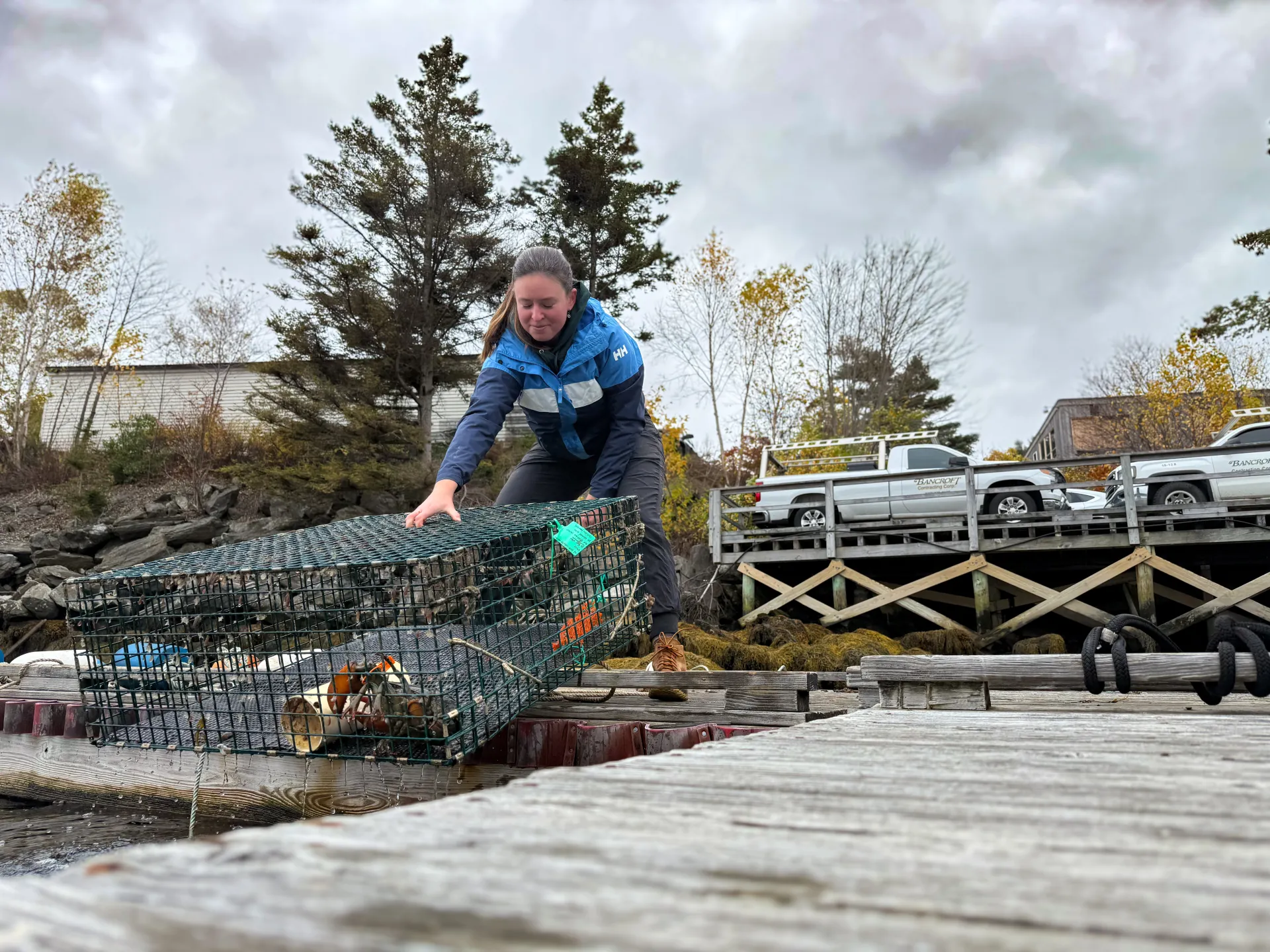 Heather Glon on dock pulling up wire cage with lobster in it