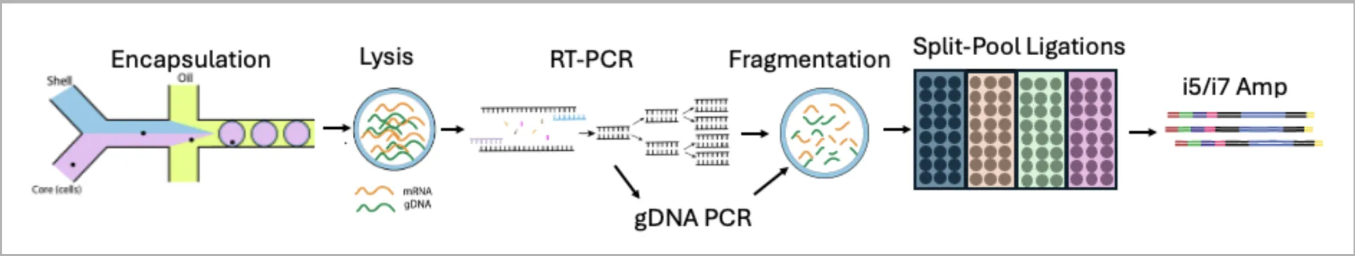 Overview of Single-cell Semi-Permeable Capsule (SPC) Multi-omic Methodology