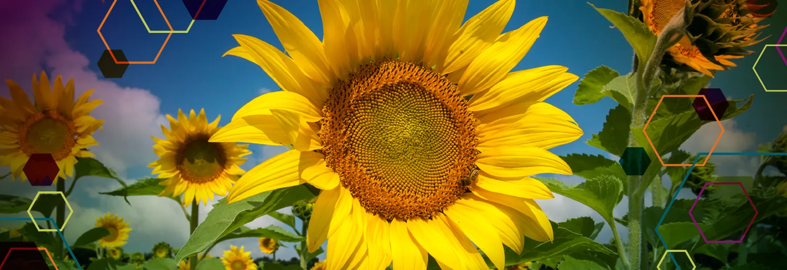 Sunflower blossom logo for 2022 Newsletter