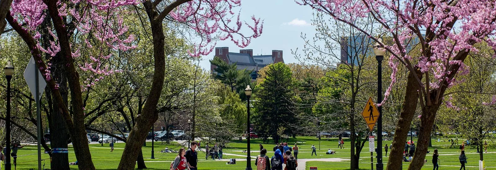 Redbuds in bloom on Oval in Spring