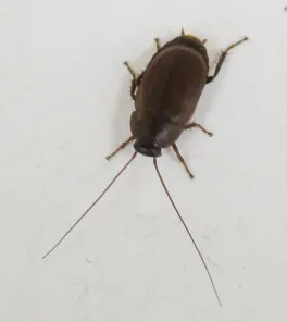 Pacific Beetle Cockroach.