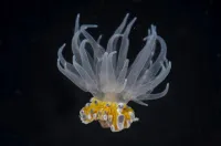 anemone in front of black background