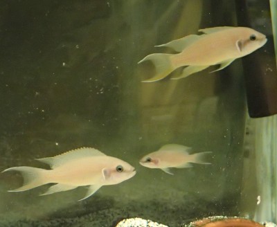 Some cichlid fish (Credit: Isaac Ligocki)